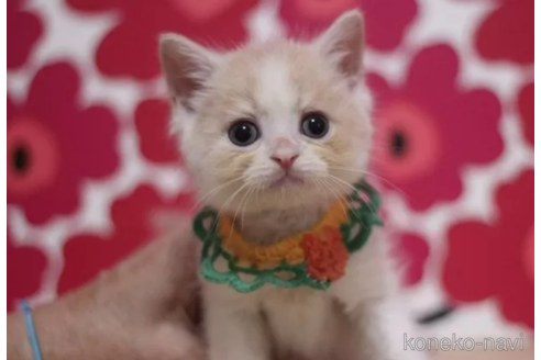 成約済の東京都のマンチカン-105341の4枚目